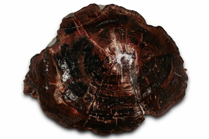 Colorful Triassic Petrified Wood (Dadoxylon) Round - Utah #358886